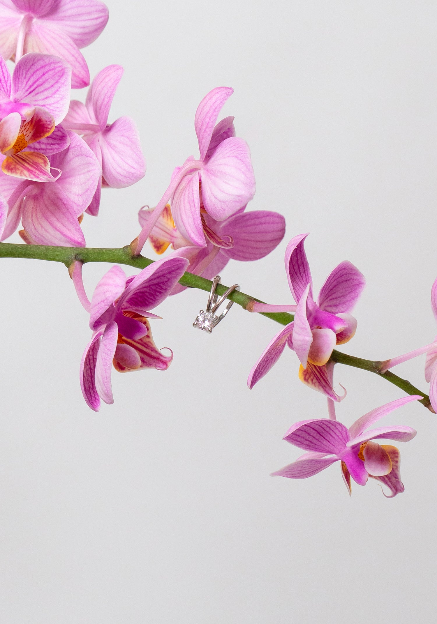 Primavera